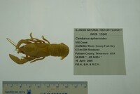 Cambarus sphenoides image